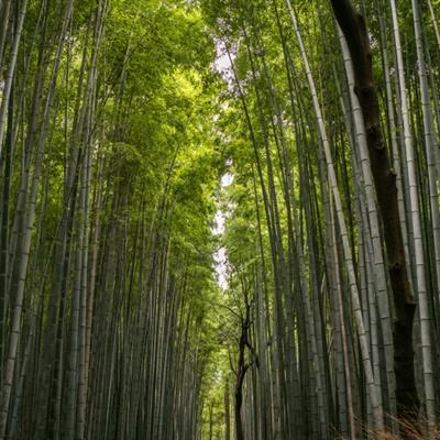 大梦闯江湖内购破解版下载